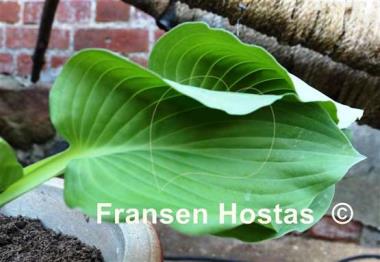 Hosta Boondocks