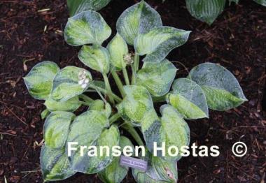 Hosta Boots and Saddles