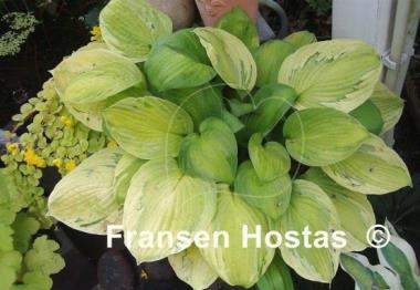 Hosta Boracay