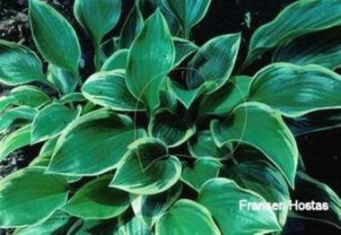Hosta Border Bandit