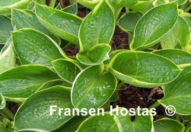 Hosta Border Favourite