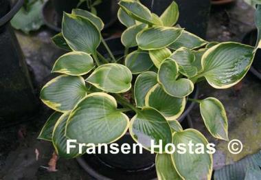 Hosta Border Favourite