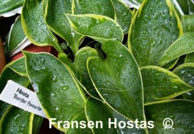 Hosta Border Favourite