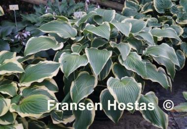 Hosta Border Street