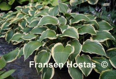 Hosta Border Street