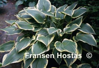 Hosta Border Street