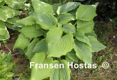 Hosta Bottom Line