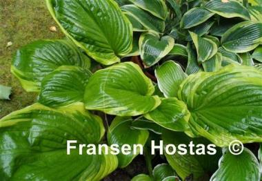 Hosta Bottom Line