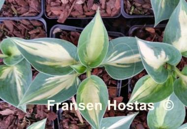 Hosta Bounty