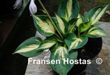 Hosta Bounty