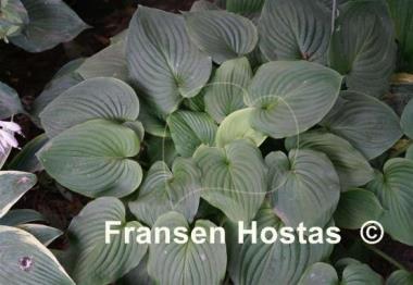 Hosta Bouquet