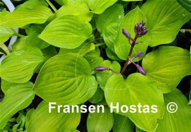 Hosta Boyz Toy