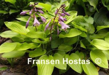 Hosta Boyz Toy