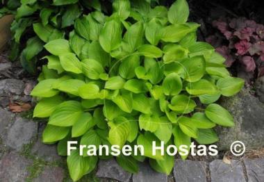 Hosta Boyz Toy