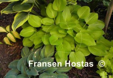 Hosta Boyz Toy