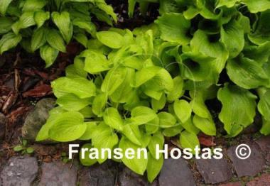 Hosta Boyz Toy