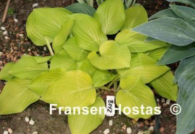 Hosta Boyz Toy