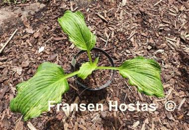 Hosta Brain Damage