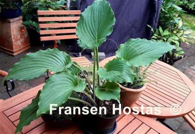 Hosta Branching Out
