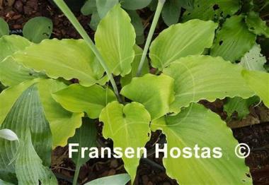 Hosta Branching Out