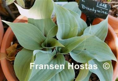 Hosta Brandywine