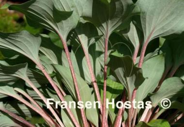 Hosta Brandywine
