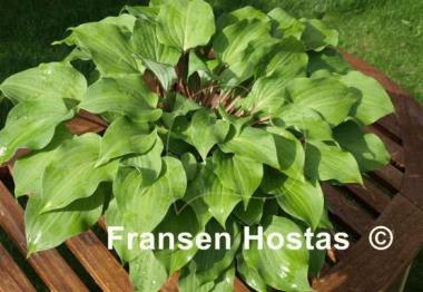Hosta Brandywine