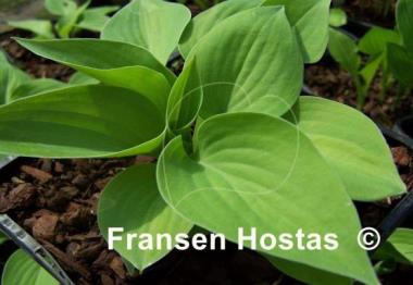 Hosta Brash and Sassy