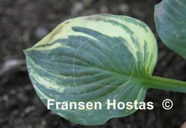 Hosta Brass Ring Streaked