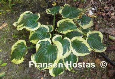 Hosta Brass Ring