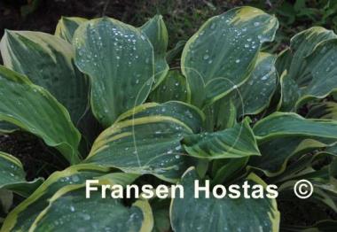 Hosta Brass Ring