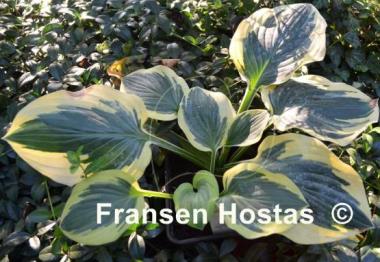 Hosta Brass Ring