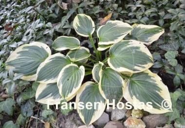 Hosta Brass Ring