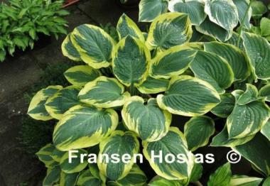 Hosta Brass Ring