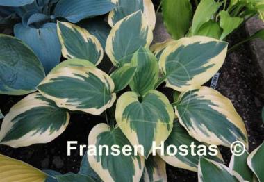 Hosta Brass Ring