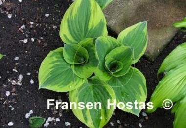 Hosta Brass Ring