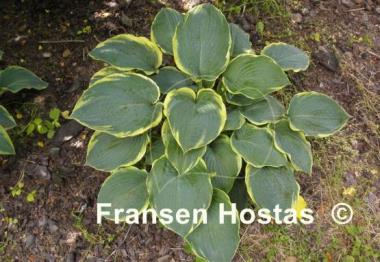 Hosta Brave Amherst