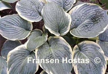 Hosta Brave Amherst