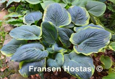 Hosta Brave Amherst