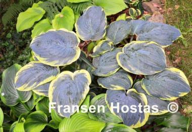 Hosta Brave Amherst
