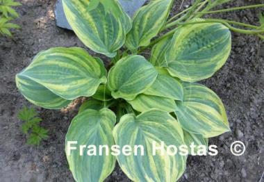 Hosta Brave Attempt