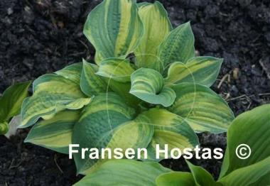 Hosta Brave Attempt