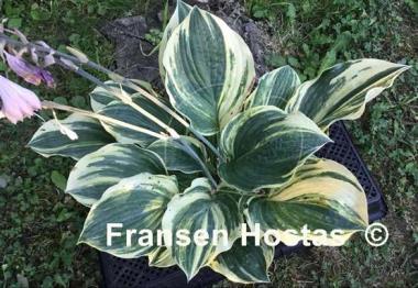 Hosta Brave Attempt