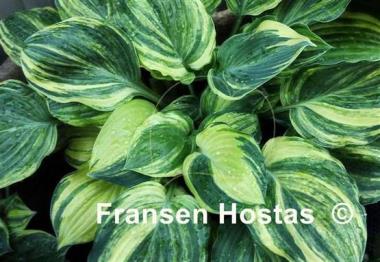 Hosta Brave Attempt