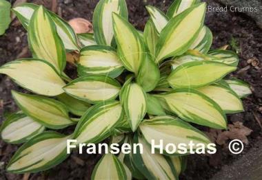 Hosta Bread Crumbs
