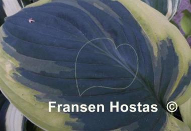Hosta Breeder's Choice