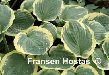 Hosta Breeder's Edge
