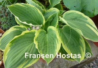 Hosta Breeder's Edge