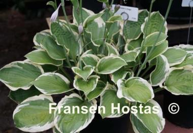 Hosta Breeder's Edge