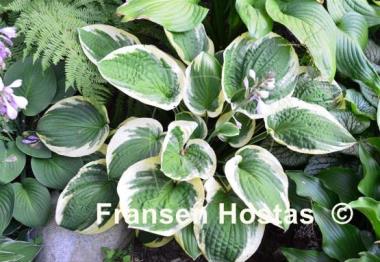 Hosta Breeder's Edge